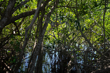 Obraz premium Lush green mangrove trees with exposed roots growing in calm water under a clear blue sky in Sisal Natural Park in Yucatan, Mexico.
