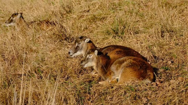 Female mouflon with lamb resting in dry meadow grass and chewing cud in sunlight
