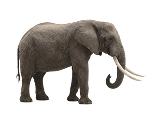 Fototapeta premium African elephant side view isolated on transparent background (PNG)