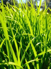 Fototapeta premium Vibrant green blades of grass sway gently in the sunlight, creating a natural, refreshing backdrop, lawn, serene