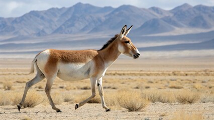 Wild Onager (Equus hemionus) or Asiatic Wild Ass standing in the arid desert steppe natural habitat.