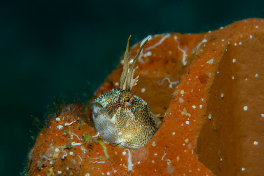 The Horned Sentinel: A Tentacled Blenny (Parablennius tentacularis) perched majestically on a bright orange sponge in Tamariu, Spain