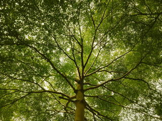 Fototapeta premium Low angle view of green big leafy oak trees in the park 