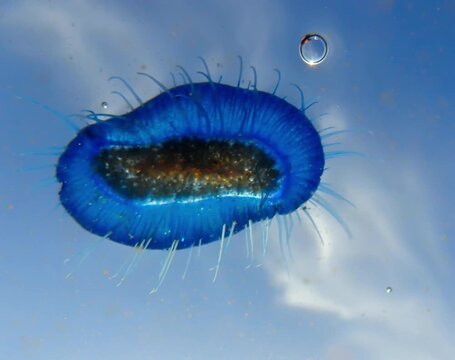 Velella (velella velella) or by-the-wind sailor washed up on beach in Mediterranean sea, Velella (aka by-the-wind sailor) blue jellyfish on underwater, Underwater macro photo of a velella jellyfish.