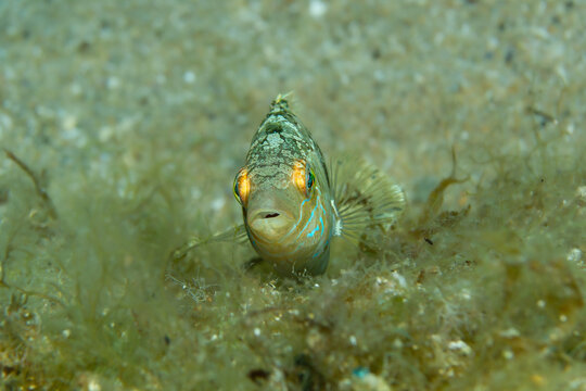 Ocellated Wrasse: A colorful male Symphodus ocellatus (Ocellated Wrasse) looking directly at the camera on a sandy seabed in Tamariu, Spain