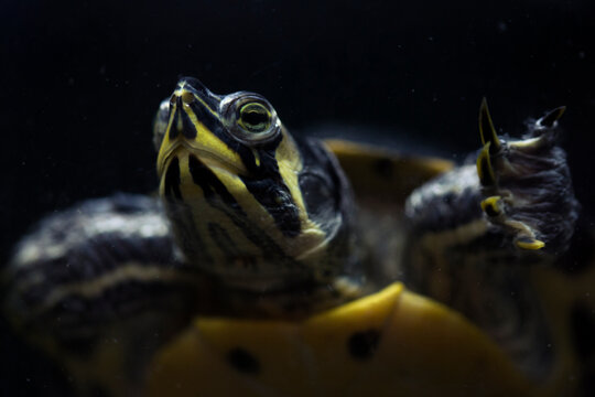 Tortue d'eau