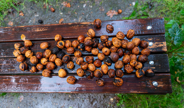 Freshly fallen Juglans regia walnuts scattered across a rain-soaked wooden bench. Autumn harvest detail with rich textures, мокрый блеск, and natural food background for seasonal themes.