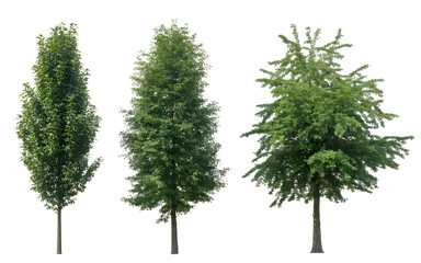 Fototapeta premium Three Tall Green Trees on White Background foliage leaves