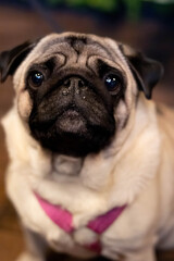 Fototapeta premium Pug dog with a short snout and wide eyes sits in a warm indoor space and looks towards the camera