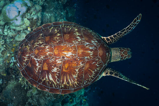 Detailed overhead view of Green turtle shell patterns and scales &ndash; marine reptile biology.