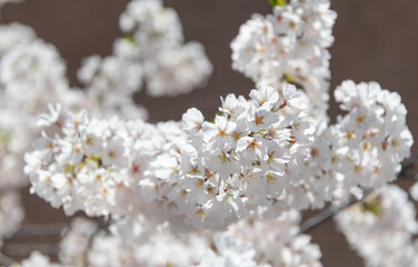 Fototapeta premium Sakura flower in bloom in spring. Spring nature. Sakura with white blooming flower. Sunny day. Blossom spring season. Japanese cherry. Sakura blossom. Beautiful spring Sakura flower on cherry tree
