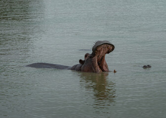 Fototapeta premium A hippos looking out of the water. With a yawning/open mouth showing it's teeth.