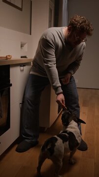 Vertical shot of young adult man in comfortable home clothes snaking with fresh baguette then treating cute French bulldog to piece of bread in kitchen