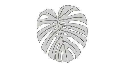 Monstera leaf illustration