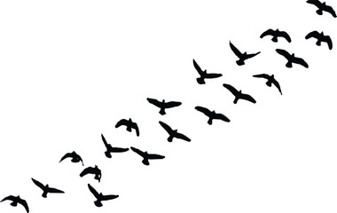 Fototapeta premium Isolated black silhouette of a flock of flying birds moving in formation on white background, 