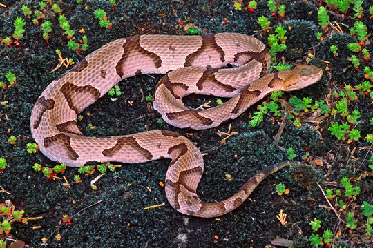 Copperhead, Agkistrodon contortrix