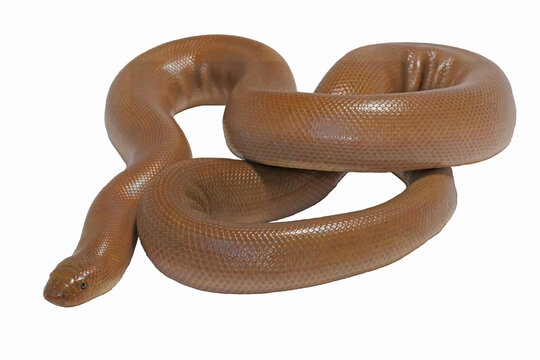 Rubber Boa, Charina bottae, on white background