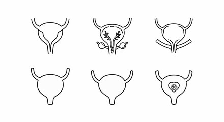 Obraz premium Anatomical illustrations of the human bladder and reproductive system