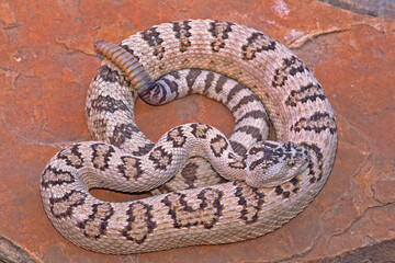 Obraz premium Great Basin rattlesnake, Crotalus lutosus