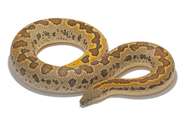 Obraz premium Indian rough-scaled sand boa, Eryx conicus, white background