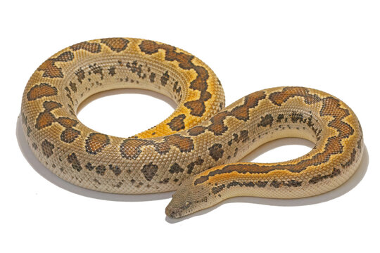 Indian rough-scaled sand boa, Eryx conicus, white background