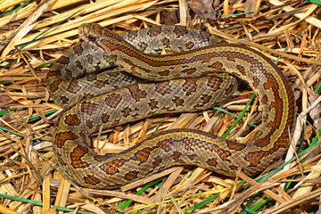 Obraz premium Prairie kingsnake, Lampropeltis calligaster
