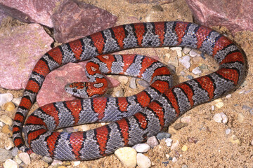 Nuevo leon kingsnake, Lampropeltis leonis