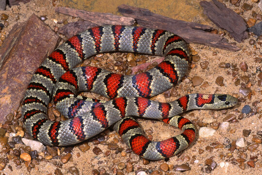Nuevo Loen kingsnake, Lampropeltis leonis