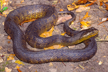 Obraz premium Mississippi green watersnake, Nerodia cyclopion.