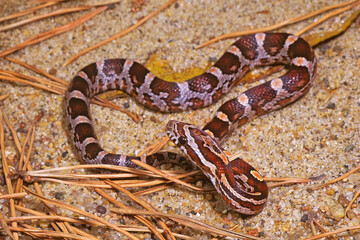 Obraz premium Corn snake, Pantherophis guttatus, hatchling