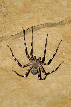 Ornamental wandering spider (Viridasius fasciatus) on the ceiling of the cave Grotte des chauve-souris  (bat cave) at Ankarana National Park, Diana region, northern Madagascar 