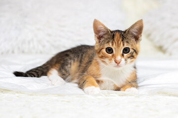 Adorable feline relaxing peacefully. Charming calico kitten resting calmly on soft bedding