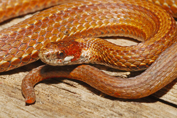 Fototapeta premium Redbelly snake, Storeria occipitomaculata, closeup of head