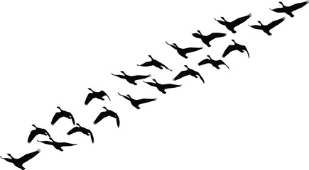 Vector Illustration of a Large Flock of Twenty Black Geese Silhouettes Flying in an Organized Diagonal Formation Isolated on a White Background © MstShanaz