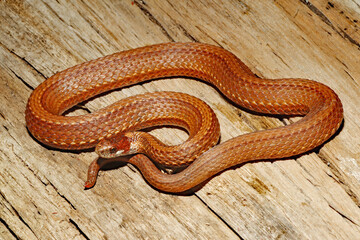 Naklejka premium Redbelly snake (Storeria occipitomaculata)