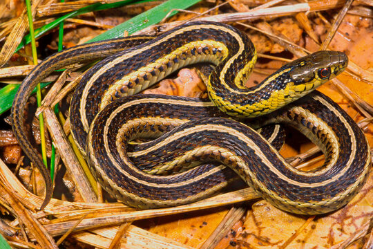 Butler's gartersnake, Thamnophis butleri.
