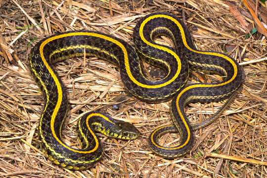 Eastern plains gartersnake, Thamnophis radix radix.
