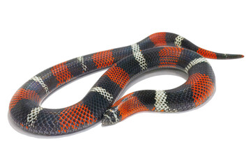 Fototapeta premium Tri-colored Hognose Snake, Xenodon pulcher, white background