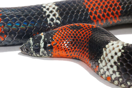 Tri-colored hognose snake, Xenodon pulcher, white background.