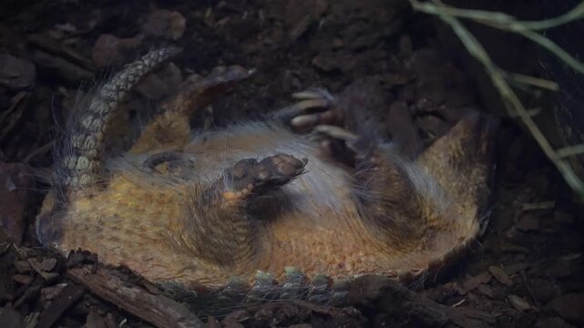 pangolin twitching softly in deep sleep on back
