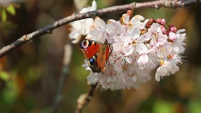 Peacock butterfly, Aglais io foraging on a Cherry blossom in the UK