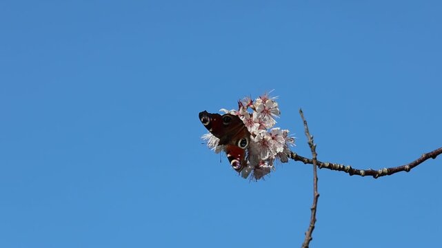 Peacock butterfly, Aglais io foraging on a Cherry blossom in the UK
