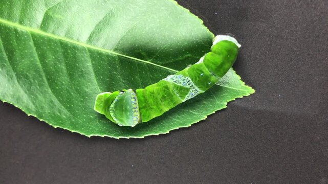 leaf-eating green caterpillars