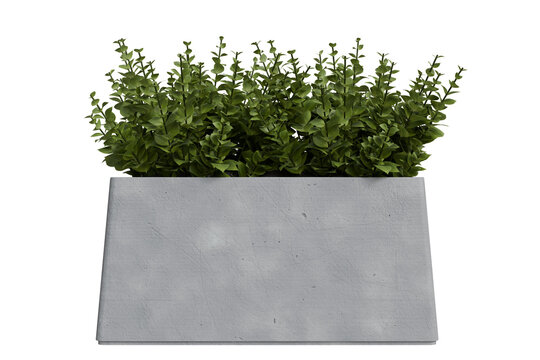 rectangular grey concrete-textured planter brimming with a dense, lively arrangement of small, vibrant green leaves and multiple stems, isolated