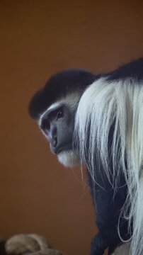 Portrait of a majestic colobus monkey
