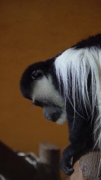 portrait sad colobus monkey primate