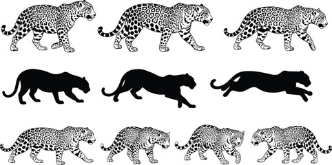Collection of leopard and jaguar vector illustrations featuring walking and running poses with realistic spot patterns and black silhouettes for wildlife nature and safari designs. © Maslima