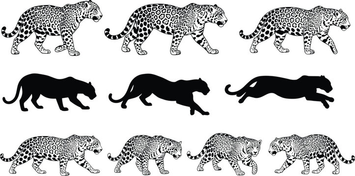 Collection of leopard and jaguar vector illustrations featuring walking and running poses with realistic spot patterns and black silhouettes for wildlife nature and safari designs.