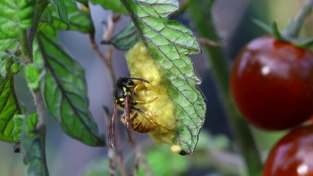 Common wasp eating the larvae of a Cotesia glomeratus parasitic wasp