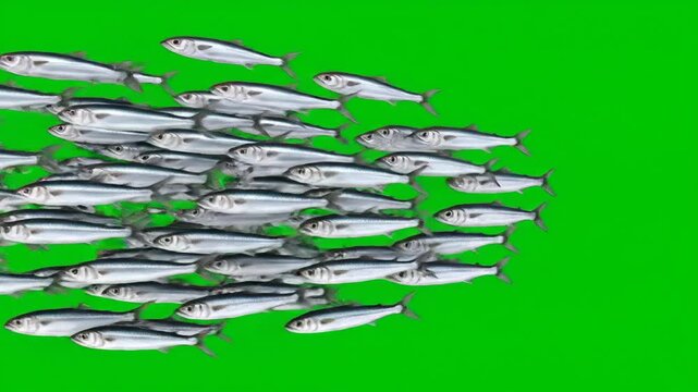 Unity in motion: A tight school of silver fish swims rapidly across a vibrant green screen, ideal for chroma keying and digital overlay effects.